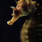 اجمل صور الطبيعة والحيوان في العالم