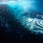 اجمل صور الطبيعة والحيوان في العالم