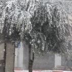 الزائر الأبيض في ضيافة الخليل