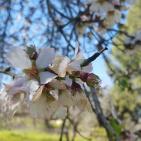 فصل الربيع في بيت ريما قضاء رام الله