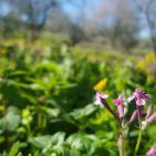فصل الربيع في بيت ريما قضاء رام الله