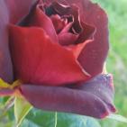 فصل الربيع في بيت ريما قضاء رام الله