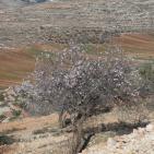 لوحه من الطبيعة مع ورد اللوز