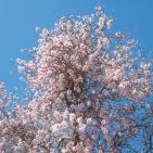 لوحه من الطبيعة مع ورد اللوز