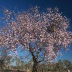 لوحه من الطبيعة مع ورد اللوز