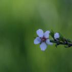 لوحه من الطبيعة مع ورد اللوز