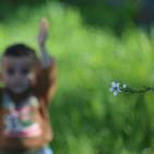 لوحه من الطبيعة مع ورد اللوز