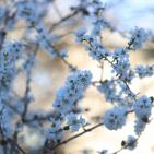 لوحه من الطبيعة مع ورد اللوز