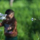 لوحه من الطبيعة مع ورد اللوز