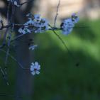 لوحه من الطبيعة مع ورد اللوز