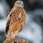 100 صورة لطيور مختلفة من جميع انحاء العالم