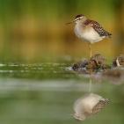 100 صورة لطيور مختلفة من جميع انحاء العالم