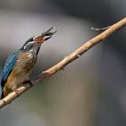 100 صورة لطيور مختلفة من جميع انحاء العالم