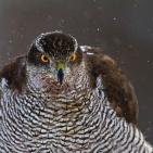 100 صورة لطيور مختلفة من جميع انحاء العالم