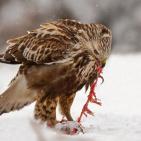 100 صورة لطيور مختلفة من جميع انحاء العالم