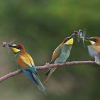 100 صورة لطيور مختلفة من جميع انحاء العالم