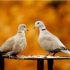 100 صورة لطيور مختلفة من جميع انحاء العالم