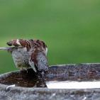 100 صورة لطيور مختلفة من جميع انحاء العالم