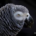 100 صورة لطيور مختلفة من جميع انحاء العالم