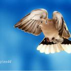 100 صورة لطيور مختلفة من جميع انحاء العالم