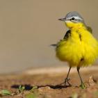 100 صورة لطيور مختلفة من جميع انحاء العالم