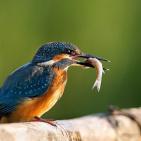 100 صورة لطيور مختلفة من جميع انحاء العالم