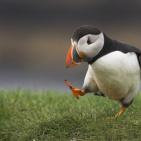 100 صورة لطيور مختلفة من جميع انحاء العالم