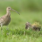 100 صورة لطيور مختلفة من جميع انحاء العالم