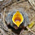 100 صورة لطيور مختلفة من جميع انحاء العالم