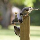 100 صورة لطيور مختلفة من جميع انحاء العالم