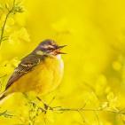 100 صورة لطيور مختلفة من جميع انحاء العالم