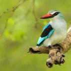 100 صورة لطيور مختلفة من جميع انحاء العالم