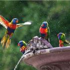 100 صورة لطيور مختلفة من جميع انحاء العالم