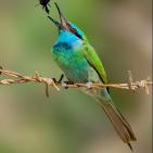 100 صورة لطيور مختلفة من جميع انحاء العالم