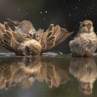 100 صورة لطيور مختلفة من جميع انحاء العالم