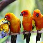 100 صورة لطيور مختلفة من جميع انحاء العالم