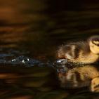 100 صورة لطيور مختلفة من جميع انحاء العالم