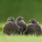 100 صورة لطيور مختلفة من جميع انحاء العالم