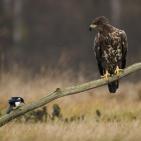 100 صورة لطيور مختلفة من جميع انحاء العالم