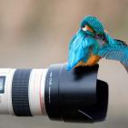 100 صورة لطيور مختلفة من جميع انحاء العالم