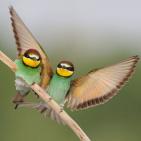 100 صورة لطيور مختلفة من جميع انحاء العالم