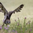 100 صورة لطيور مختلفة من جميع انحاء العالم