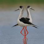 100 صورة لطيور مختلفة من جميع انحاء العالم