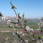 سهول مرج ابن عامر تكتسيى بالخضرة - عرابه جنين