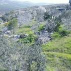 سهول مرج ابن عامر تكتسيى بالخضرة - عرابه جنين