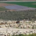 سهول مرج ابن عامر تكتسيى بالخضرة - عرابه جنين