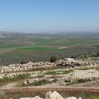 سهول مرج ابن عامر تكتسيى بالخضرة - عرابه جنين