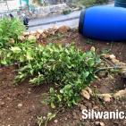 صور:قوات الاحتلال تعتدي على شابين وتهدم ملعبا وغرفة في سلوان