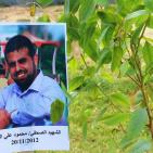 في يوم الأرض.. زراعة أشجار بأسماء الشهداء الصحفيين وفاءً لهم