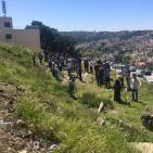 صور: 47 شتلة زيتون بأسماء شهداء القدس